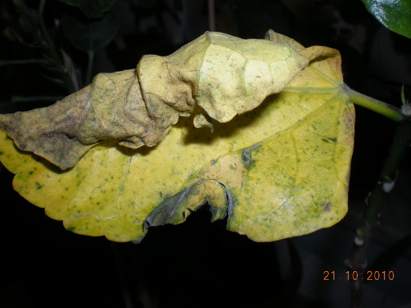 проблема 007.jpg