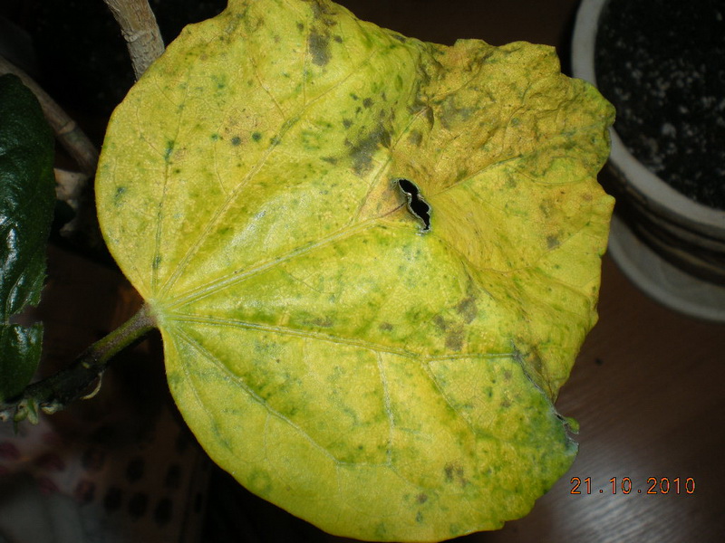 проблема 008.jpg