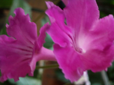 streps Rosebud 2006 09 17.jpg