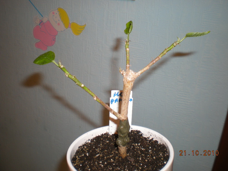 проблема 009.jpg