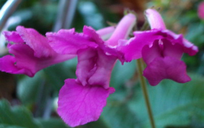 streps Rosebud 2006 09 18.jpg