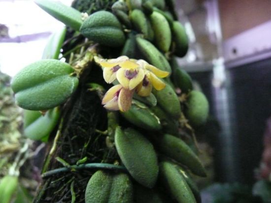 Pleurothallis recurva