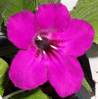 streps Dark Shadows 2006 09 17.jpg