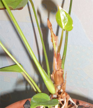 Новый лист на антуриуме