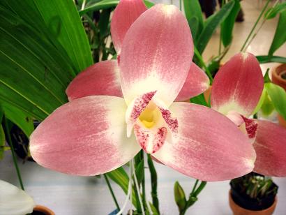 Lycaste Higashiyama a.JPG