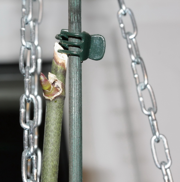 IMG_2352_новый размер.JPG