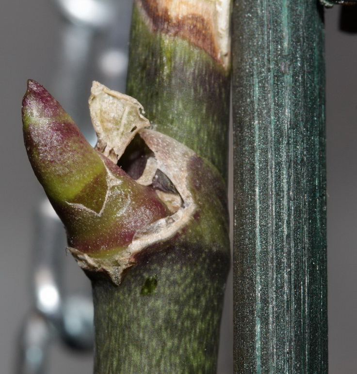 IMG_2354_новый размер.JPG