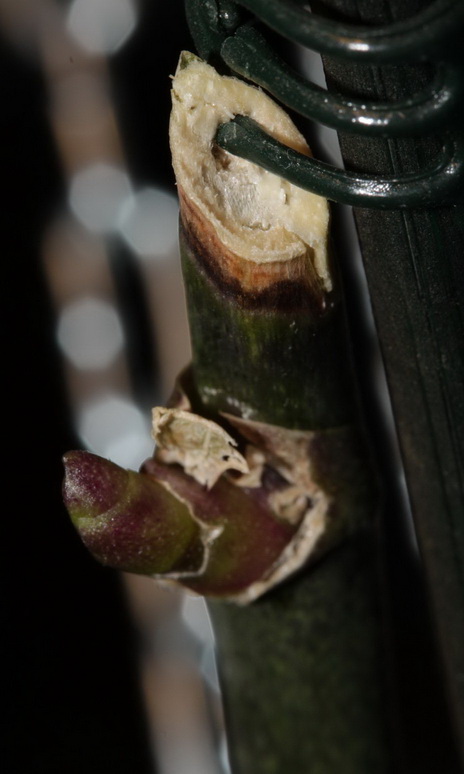 IMG_2359_новый размер.JPG