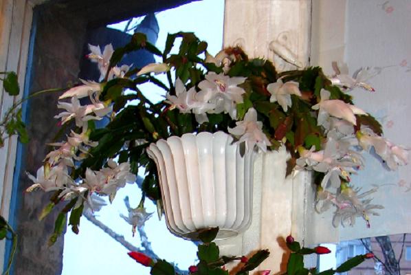 белая на окне1ф.JPG