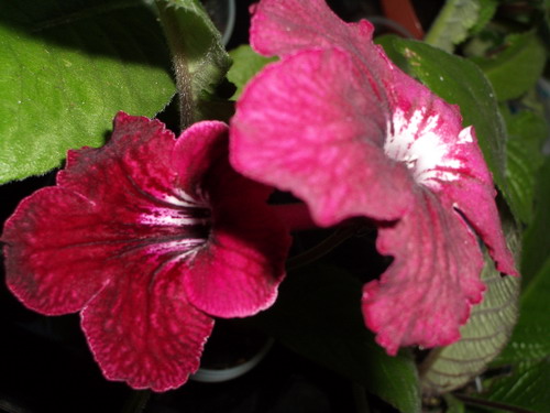 strep Phoebe 2006 09 18.jpg