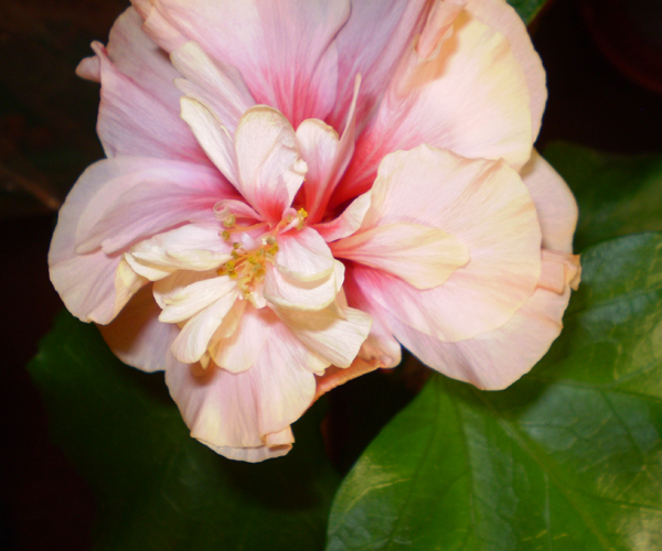 темпресс пер цв 27-10-10.jpg