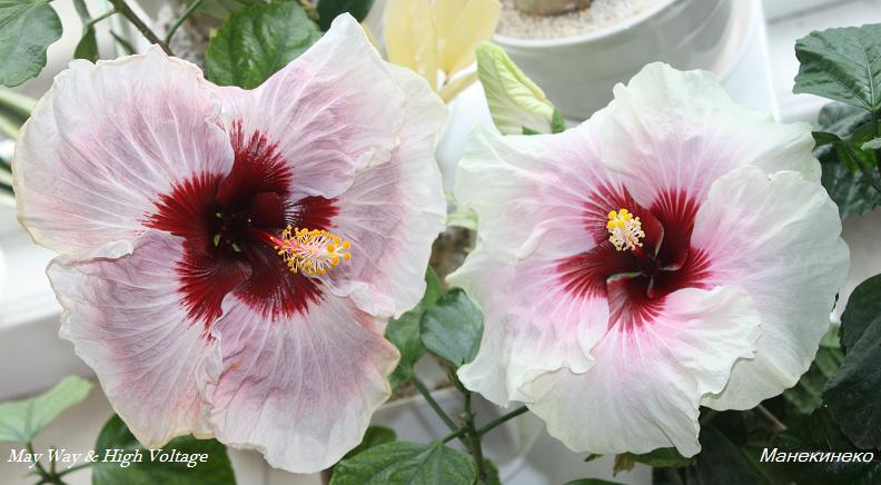 May Way & High Voltage.jpg