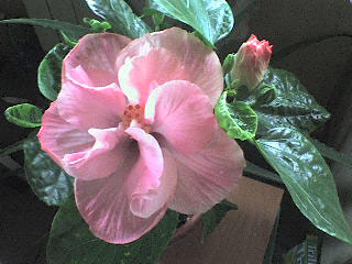 Цвёл довольно розовым в пасмурный день.