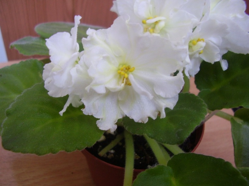 - Солнечный Зайчик.jpg