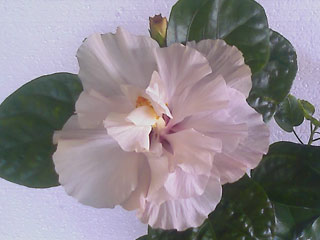 Вчера цвёл не так как раньше, очень интересно, цветок средних размеров - 15 см.