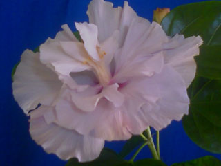 немного сбоку :) Этот цветок имел лёгкий аромат :)