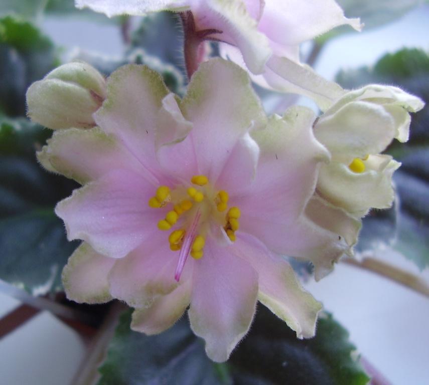 Irish Iridescence 1.jpg