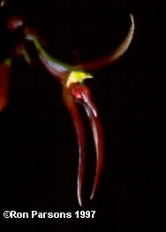 nbulbophyllum_leysianum_599.jpg