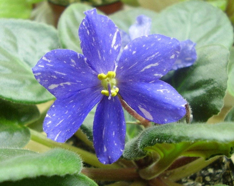 RAINBOW’S QUIET RIOT.jpg