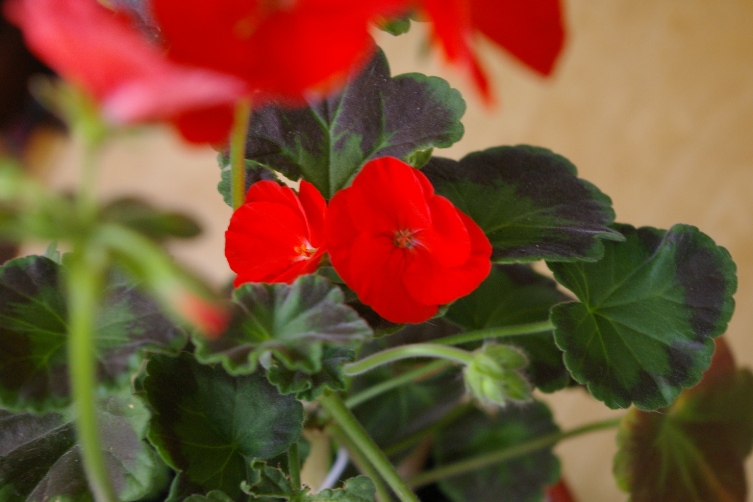 Найт Скарлет