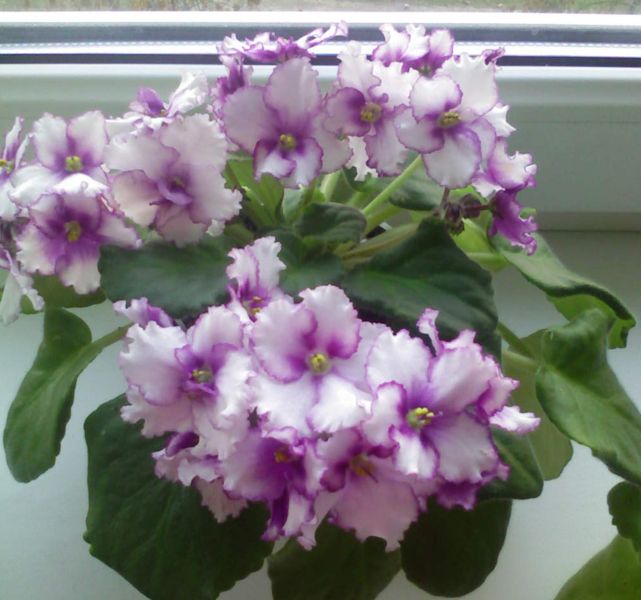 женское очарование.jpg