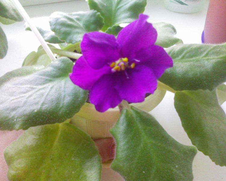 арабская ночь.jpg