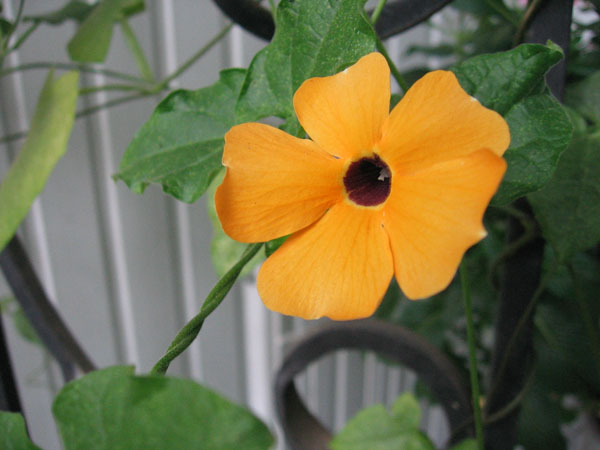 Тунбергія  плелась, ніби квіткове мереживо по гратам.