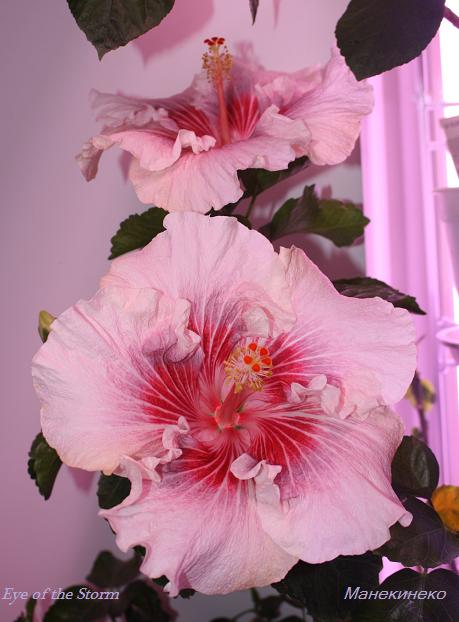 Eye of the Storm.jpg