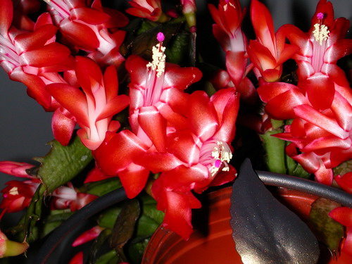 Шлюмба красная.jpg