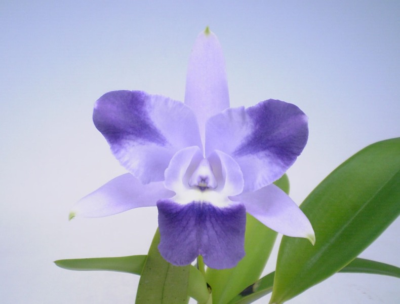 Carias MiniQuinii'Splash'2.jpg