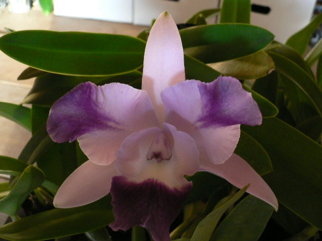 Carias MiniQuinii'Splash'1.JPG