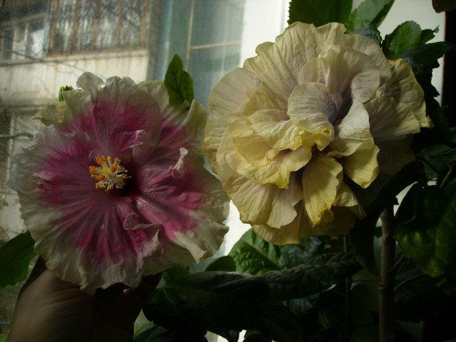 PICT03311112 (7)1.jpg