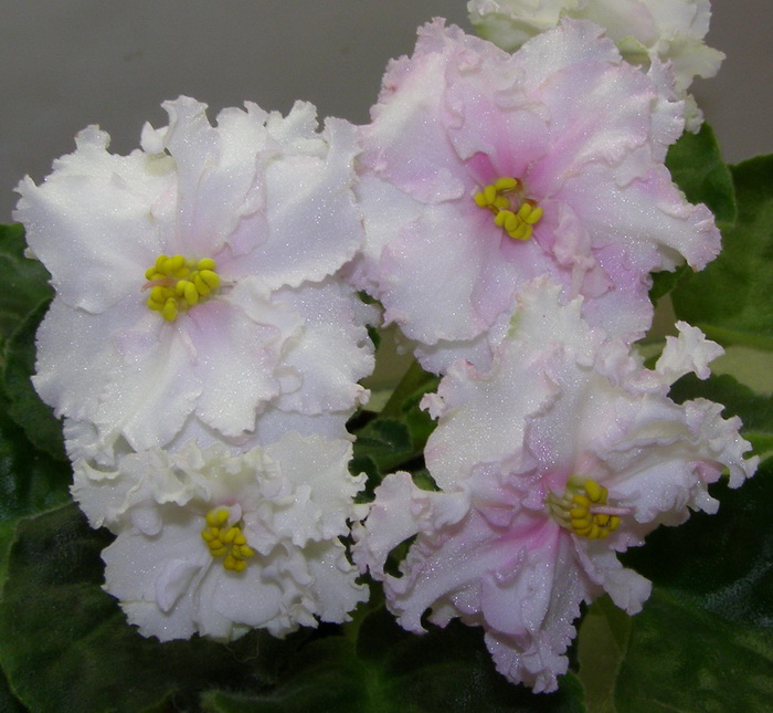 ЕК-Рождение Любви2.jpg