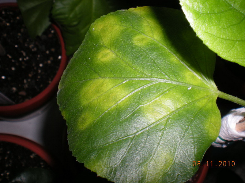 гибискусы мои 043.jpg