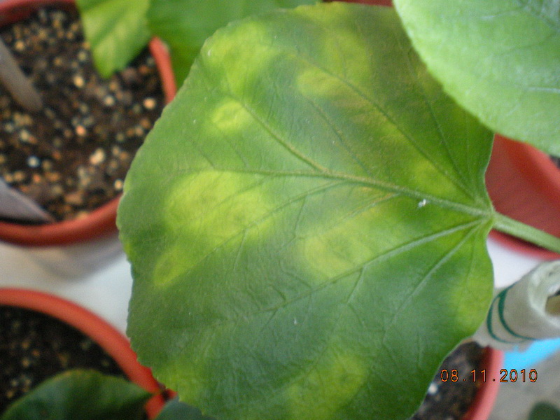 гибискусы мои 044.jpg