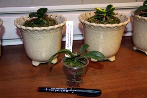 Asconopsis Irene Dopkin Elmhurst