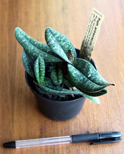 Paphiopedilum armeniacum