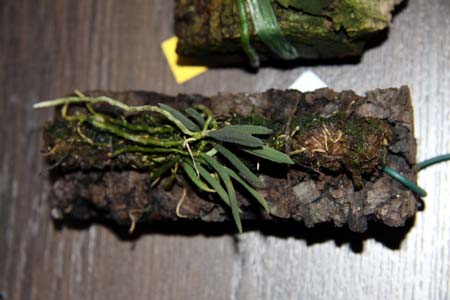 Dendrobium cucumerinum