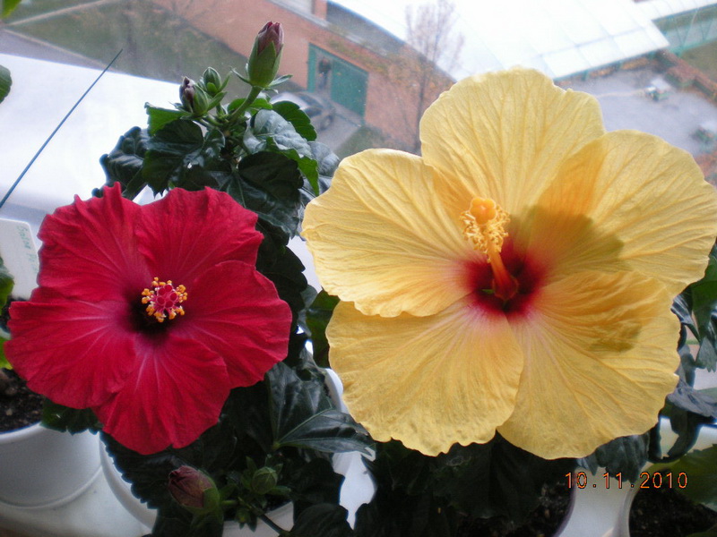 цветы сегодня 001.jpg