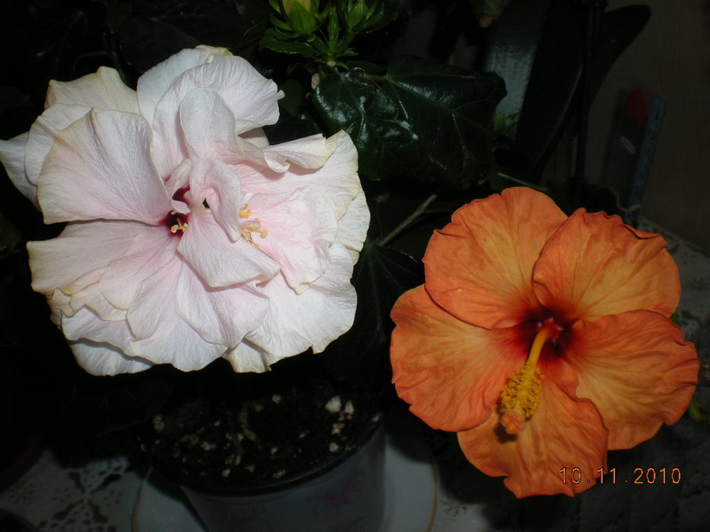 цветы сегодня 002.jpg