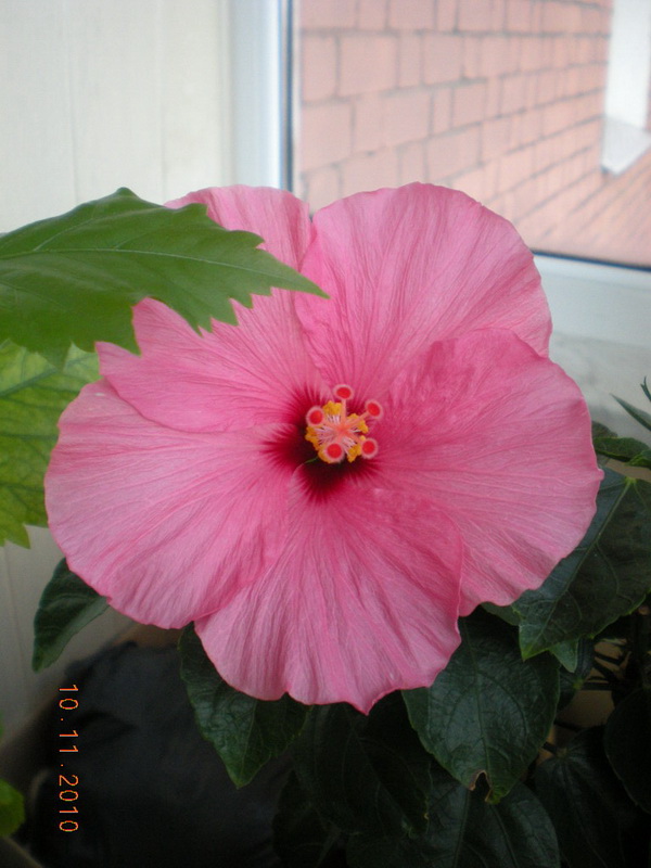 цветы сегодня 005.jpg