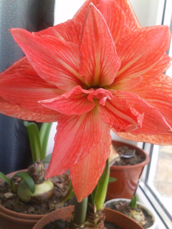 красный павлин