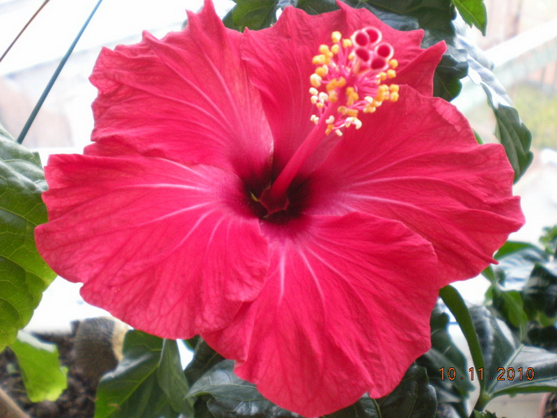 цветы сегодня 009.jpg