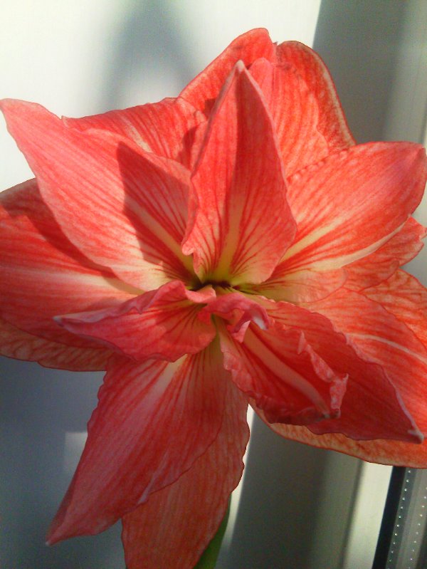 красный павлин