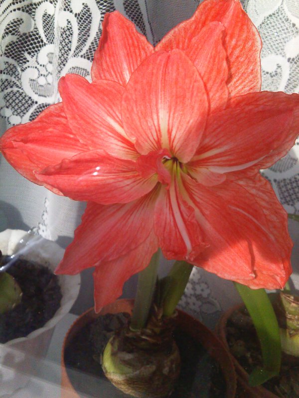 красный павлин