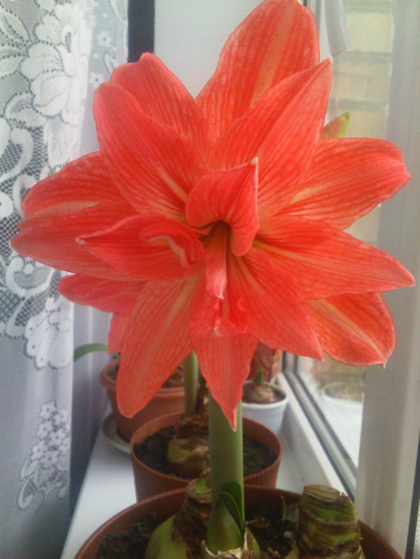 нимф, пересорт.