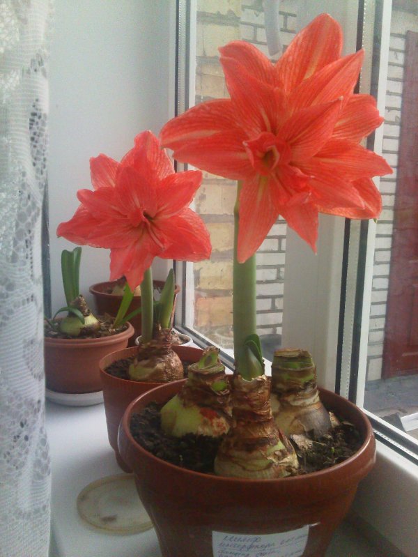 а вот оба красавчика.