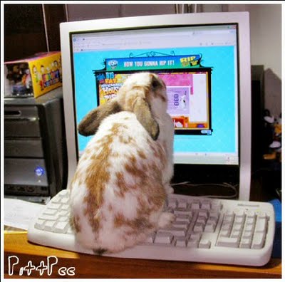 funny-computers-rabbit-stares-at-screen-pictures.jpg