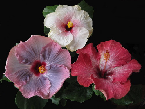 Группа 003.jpg