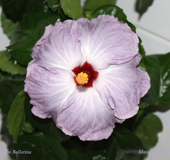 Патамушта нельзя быть на свете красивой такой))